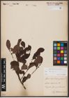 Foto von Salix aurita L.